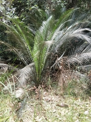 Macrozamia communis