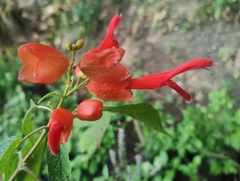 Salvia sessei