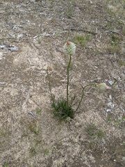 Ptilotus macrocephalus