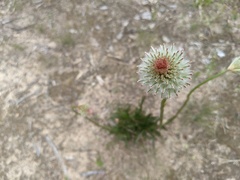 Ptilotus macrocephalus