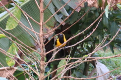 Icterus chrysater