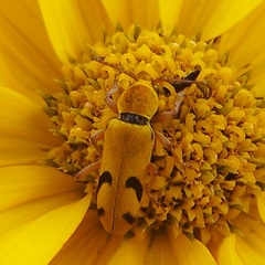 Ochraethes tomentosus