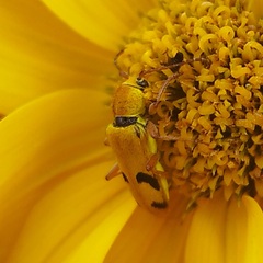 Ochraethes tomentosus