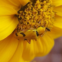 Ochraethes tomentosus