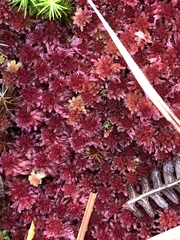 Sphagnum rubellum