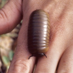 Arthrosphaera