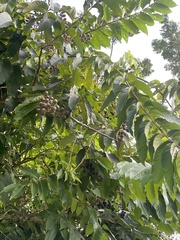 Cananga odorata