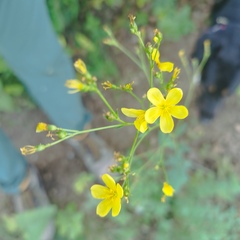 Linum mexicanum