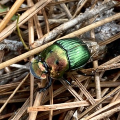 Phanaeus igneus
