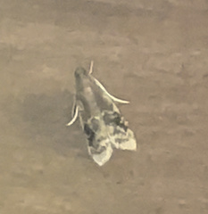 Euzophera semifuneralis