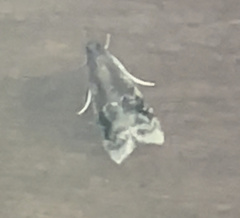 Euzophera semifuneralis