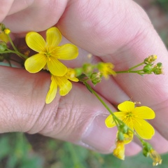 Linum mexicanum
