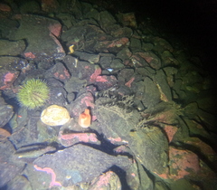 Halocynthia pyriformis