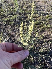 Ambrosia psilostachya