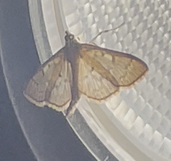 Herpetogramma aeglealis