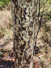 Corymbia citriodora