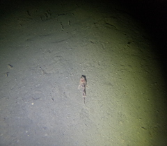 Myoxocephalus