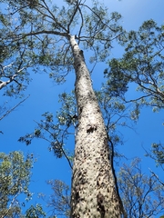 Corymbia citriodora