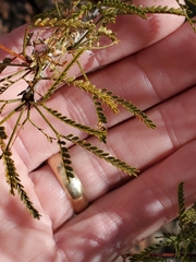 Vachellia vernicosa