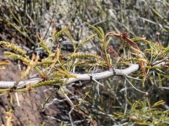 Vachellia vernicosa