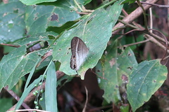 Euptychoides laccine