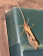 Platycentropus radiatus