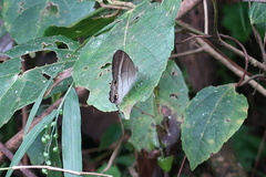 Euptychoides laccine