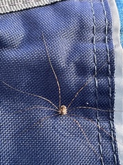 Phalangioidea