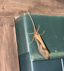 Platycentropus radiatus