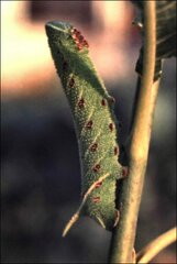 Smerinthus ocellata