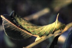 Smerinthus ocellata