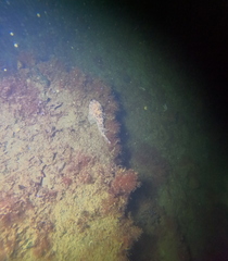 Hemitripterus americanus