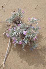 Oxytropis tragacanthoides