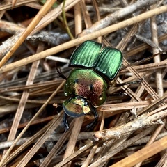 Phanaeus igneus