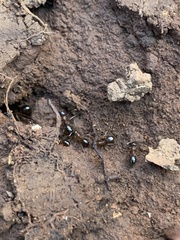 Formica subpolita