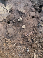 Formica subpolita