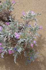 Oxytropis tragacanthoides