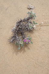 Oxytropis tragacanthoides
