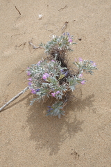 Oxytropis tragacanthoides