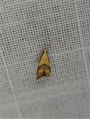 Crocanthes prasinopis