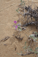Oxytropis tragacanthoides