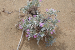 Oxytropis tragacanthoides