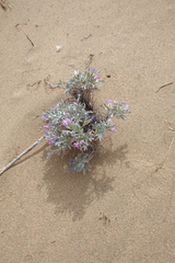 Oxytropis tragacanthoides