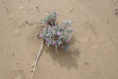 Oxytropis tragacanthoides