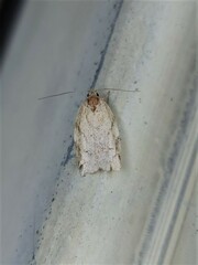Euchaetis inceptella