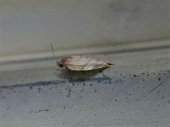 Euchaetis inceptella