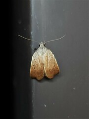 Tortricopsis pyroptis