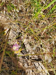 Lissolepis coventryi