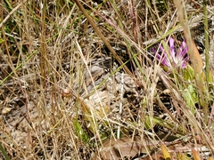 Lissolepis coventryi