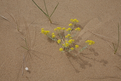 Odontarrhena obovata